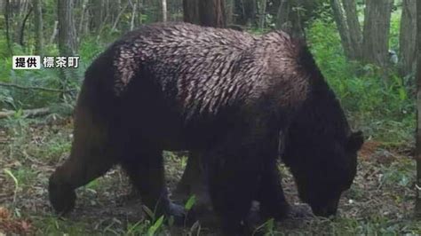 牛襲うヒグマ「oso18」の死では終わらない「子牛がクマに襲われ、4頭死んでいる」いま振り返りたい教訓｜sitakke【したっけ】