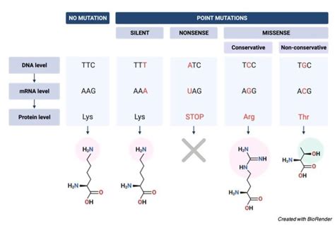 Mutagen Definition Types And Examples I Researchtweet