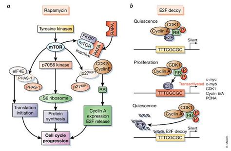 P70 S6 Kinase 1 Alchetron The Free Social Encyclopedia