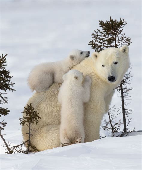 Photos polar bear cubs – Artofit