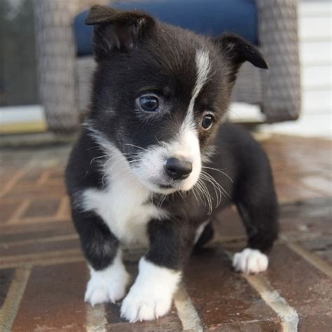 Welsh Corgi Puppies - Welsh Corgi Puppy For Sale - Pembroke Puppies