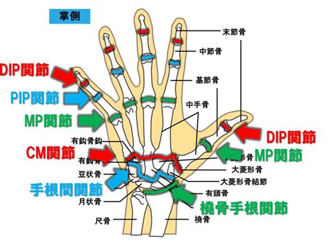 【基礎から学ぶ】手の関節【解剖学】 Ptot国家試験対策ブログ