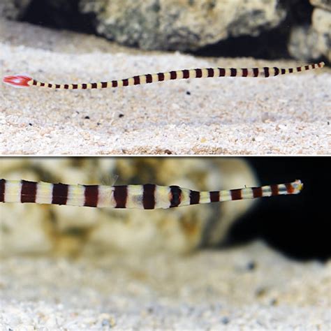 Banded Pipefish