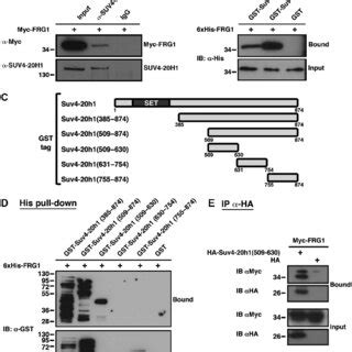 SUV4 20H1 Over Expression Partially Rescues FRG1 Phenotype