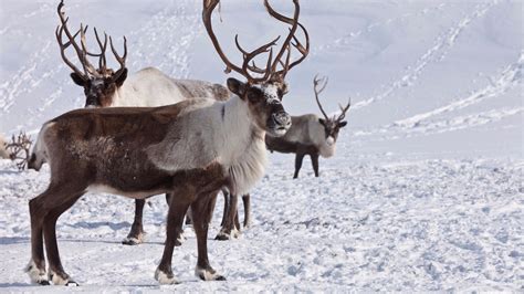 On Dasher And Dancer Santas Reindeer Clear To Enter Texas