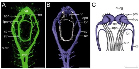 Central And Stomatogastric Nervous System Of The Head Region Of