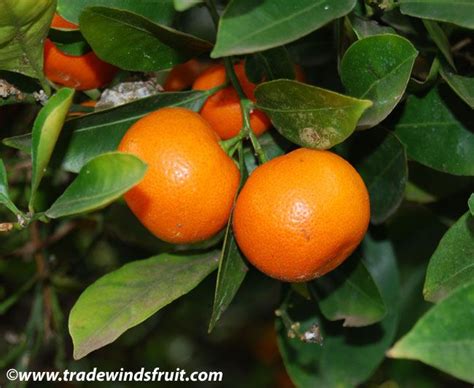 Citrus Mitis Twin Fruit