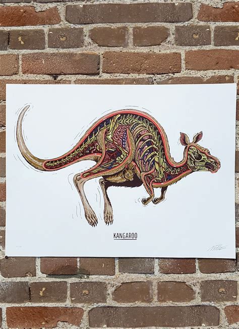 Anatomy Of A Kangaroo Rabbit Eye Movement Inc