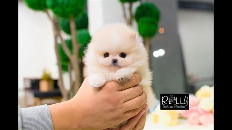 Pomeranian Rolly Teacup Puppies Factory Shop | www.pinnaxis.com