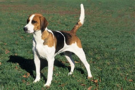 English Foxhound vs American Foxhound - Breed Comparison