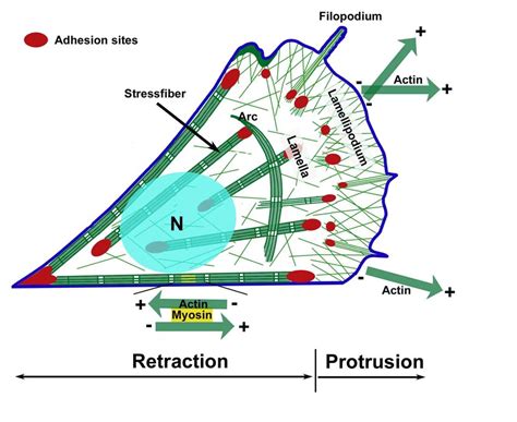 Cytoskeleton Diagram