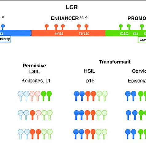 Changes Of Methylation In LCR Of HPV 16 A LCR Region Binding