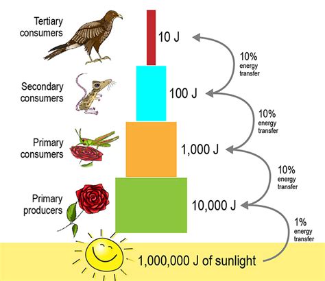 The Transfer Of Energy Between Trophic Levels Is Energy Flow