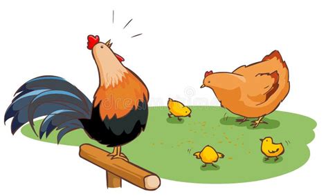 Rooster Hen and Chicks Family on Backyard Stock Vector - Illustration ...