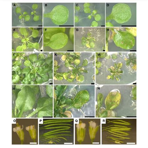 Phenotype Of Wild Type And Sns D Mutant Plants And Development Of