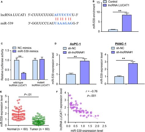 LncRNA LUCAT1 Is A Molecular Sponge Of MiR539 A A Complementary