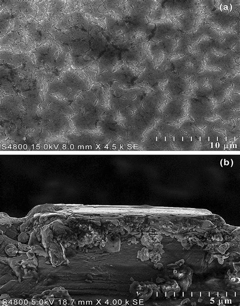 Sem Analysis Of A Zro2 Nb2o5 Coated 316l Ss And B Cross Section Images Download Scientific