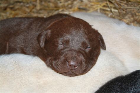 Top Of The Hill Labs Myas Puppies 3 Weeks Old