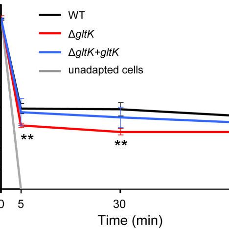 Growth Of E Faecium In Bhi With Bile Salts Overnight Cultures