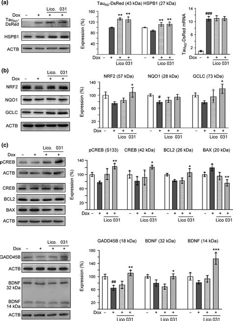 Enhanced Expression Of HSPB1 NRF2 And CREB Pathways Following LM031