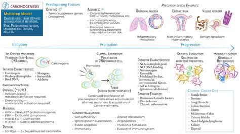 Genetics: Carcinogenesis | ditki medical & biological sciences