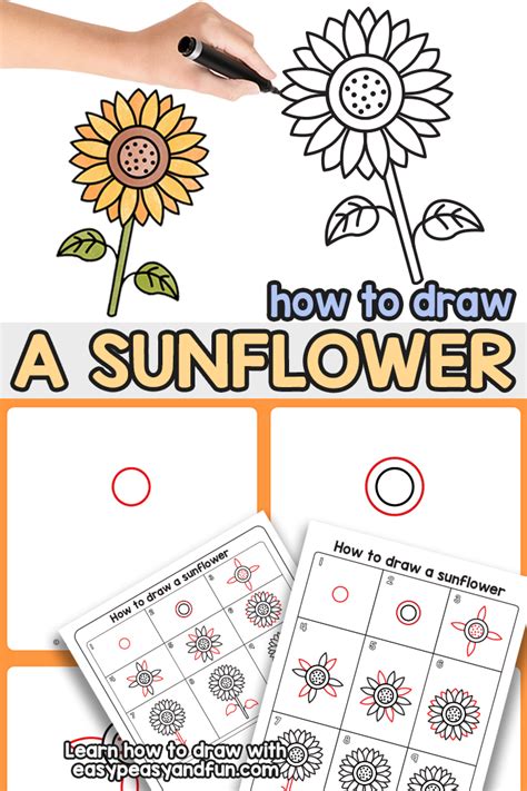 Sunflower Directed Drawing How To Draw A Sunflower Easy Peasy And