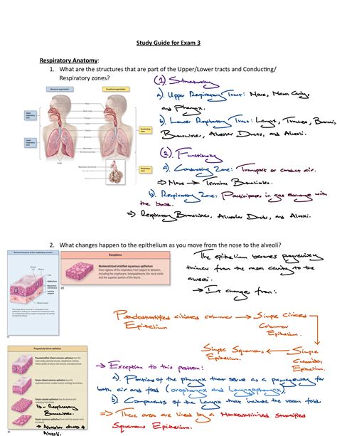 Exam 3 Anatomy And Physiology Study Guide For Exam 3 Respiratory