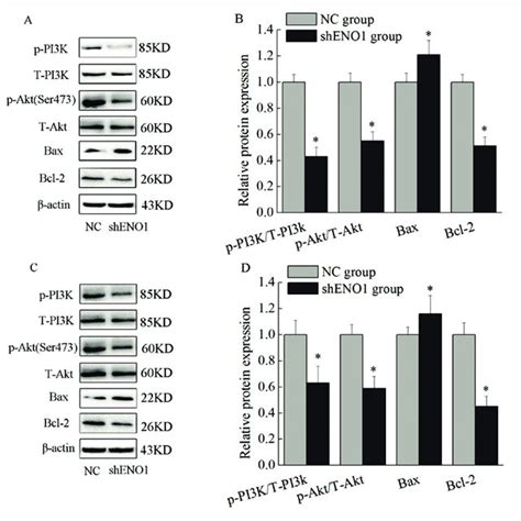 Relative Protein Expression In Cells A Mda Mb Western Blot Assay