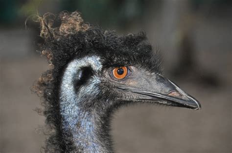 Emu Dromaius Novaehollandiae Zoochat