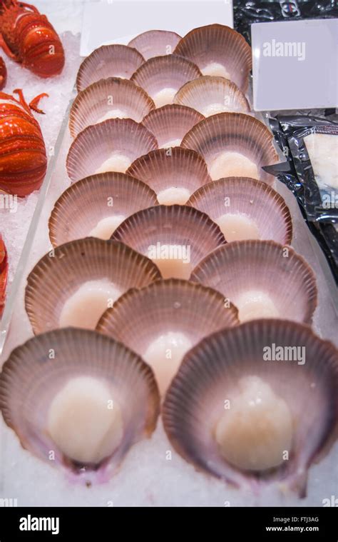 Oysters Elegance Gourmet Hi Res Stock Photography And Images Alamy