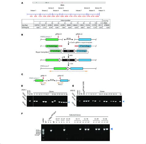 Generating Cell Lines With Large Intronic Deletion In The Fragile Download Scientific Diagram