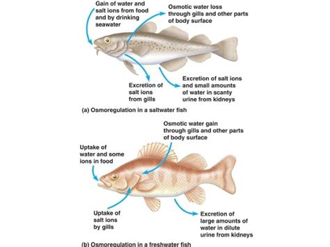 Chapter Osmoregulation And Excretion Osmoregulation The Regulation