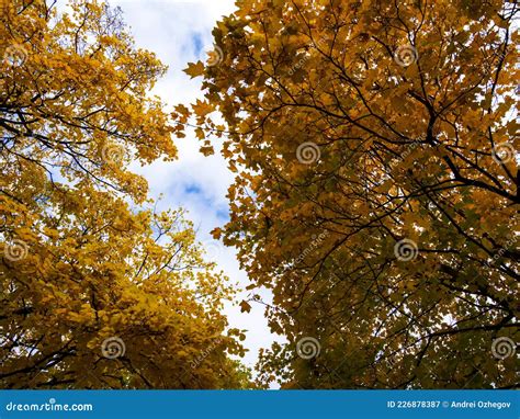 The Canopy Of Tall Trees Framing A Clear Blue Sky Royalty Free Stock