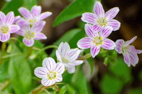 New Jersey Native Plants List 15 Amazing Garden State Choices