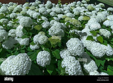 Blooming White Hortensias Hydrangea Germany Stock Photo Alamy