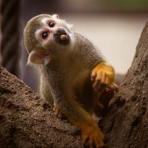 Squirrel Monkey Free Stock Photo - Public Domain Pictures