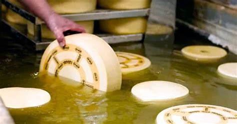 El Origen Del Queso Un Alimento Milenario Con Mucha Historia