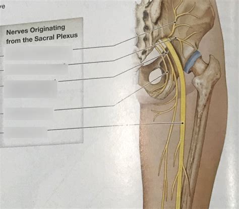 Posterior Sacral Plexus Diagram Quizlet