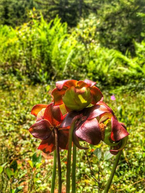 Cranberry Glades Botanical Area Atlas Obscura