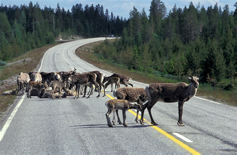 Escursioni: il meglio a Ruka-Kuusamo | Outdooractive