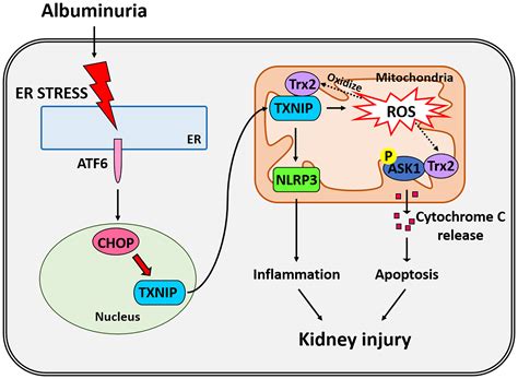 Blocking CHOP Dependent TXNIP Shuttling To Mitochondria Attenuates