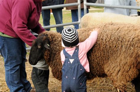 Punkins Patch Hugging Sheep Part One