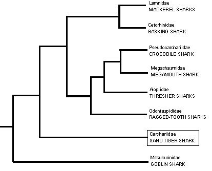 Tiger Shark Classification Chart