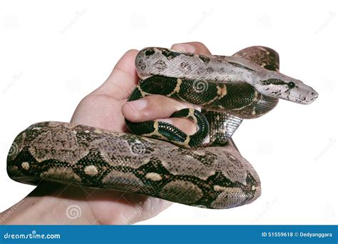 Hands Holding A Snake Isolated On Background Stock Photo Image Of