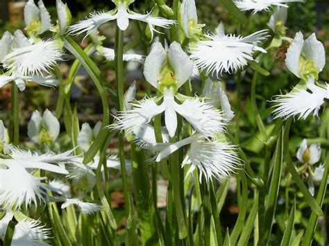 Flower Homes White Egret Flowers