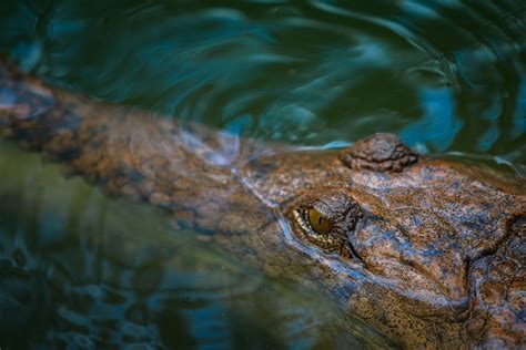 Can Alligators Breathe Underwater Fauna Facts