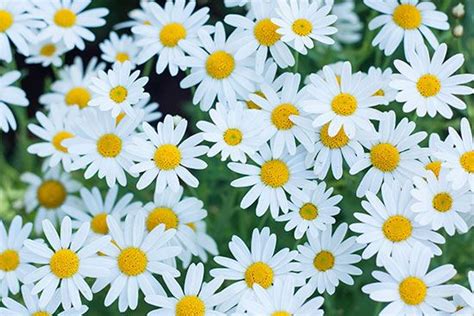 Daisy | Description, Types, Examples, & Facts | Britannica