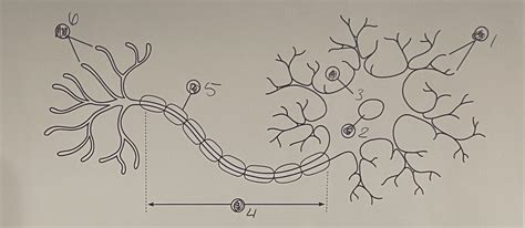 Ap Psych Unit Diagram Quizlet