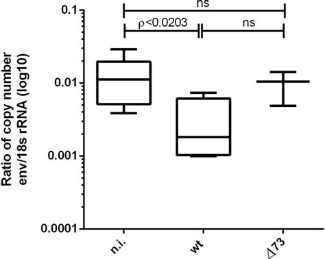 Infection Of Dr4 Mice With Wt Mhv 68 Reduces The Copy Number Of An