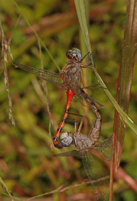 Blue Faced Meadowhawk Sympetrum Ambiguum Mason Neck Vi Flickr